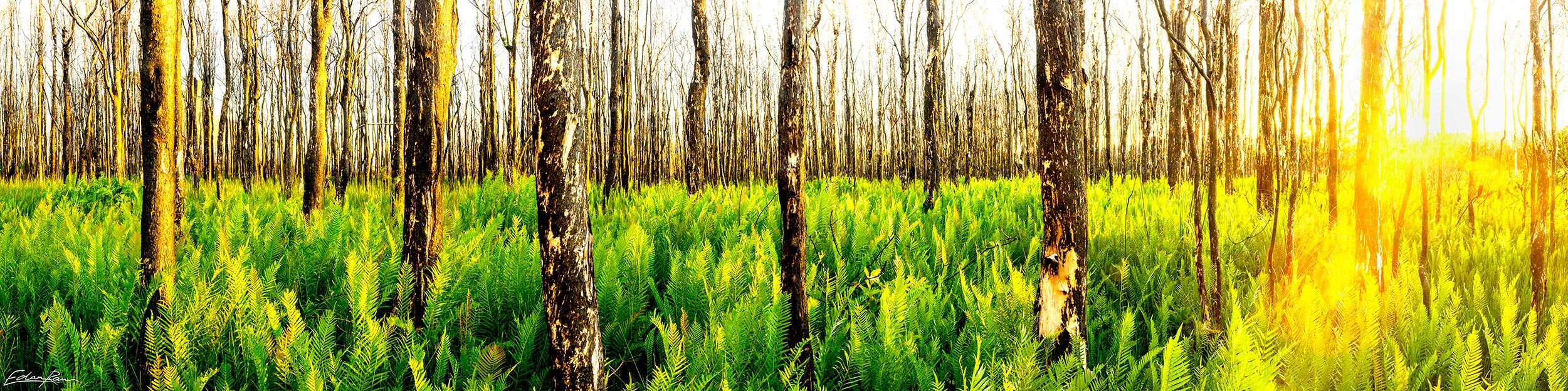 Fern Forest