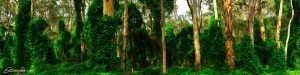 boranup forest margaret river westernt australia