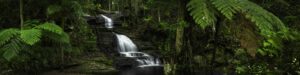 Buderim waterfall