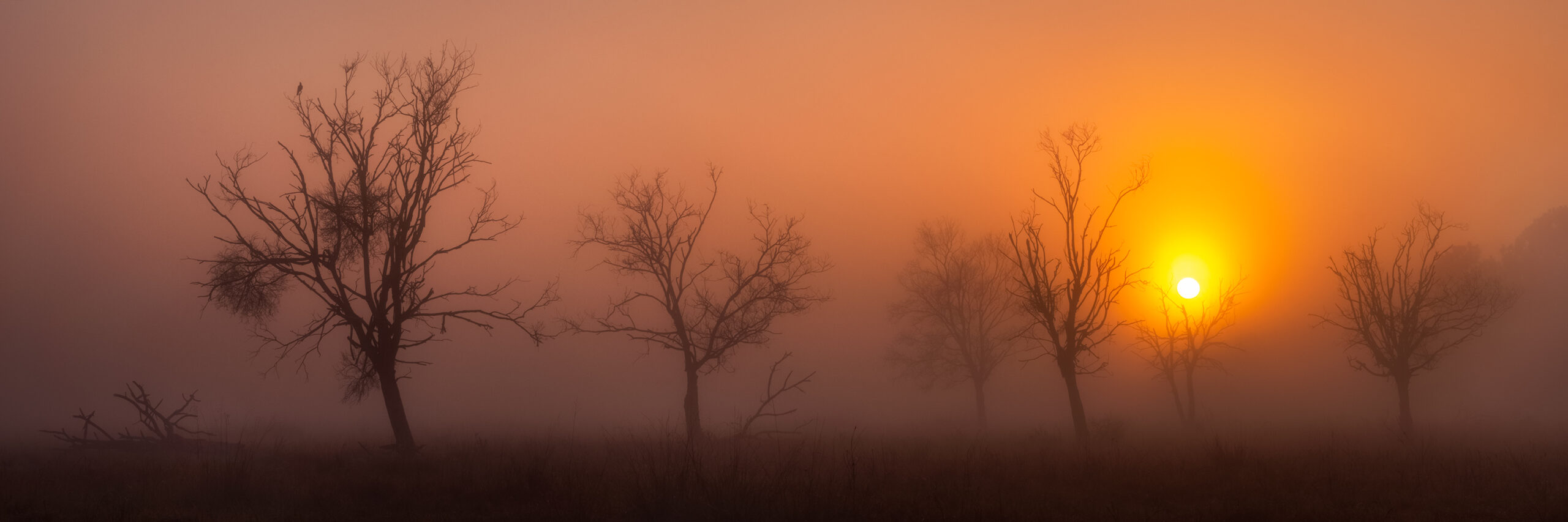 Silhouettes