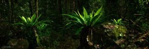 buderim forest