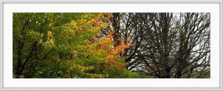 autumn in maleny