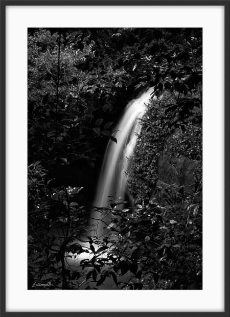 buderim forest waterfall
