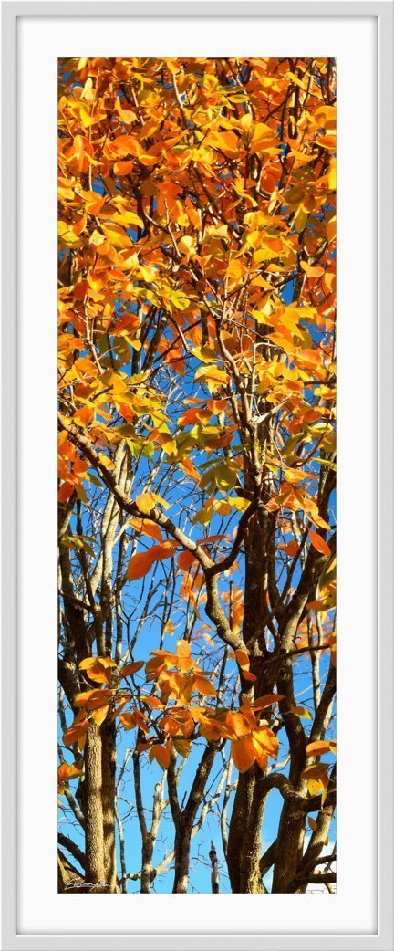 Autumn abstract photography