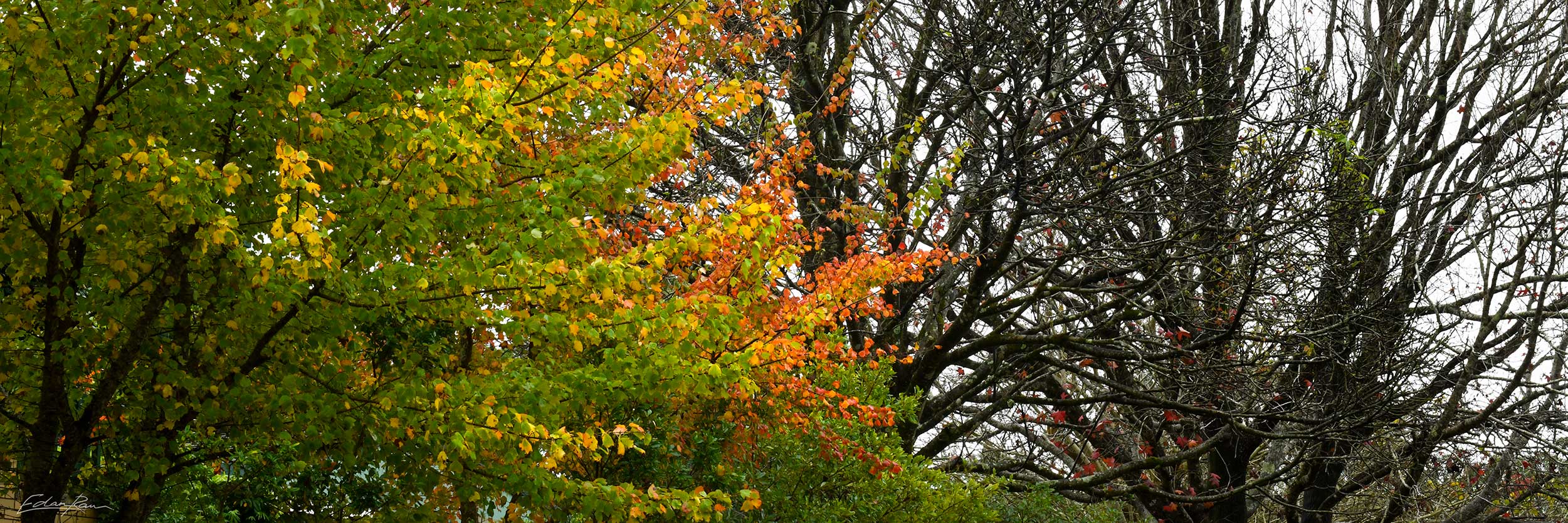 Autumnal - Maleny