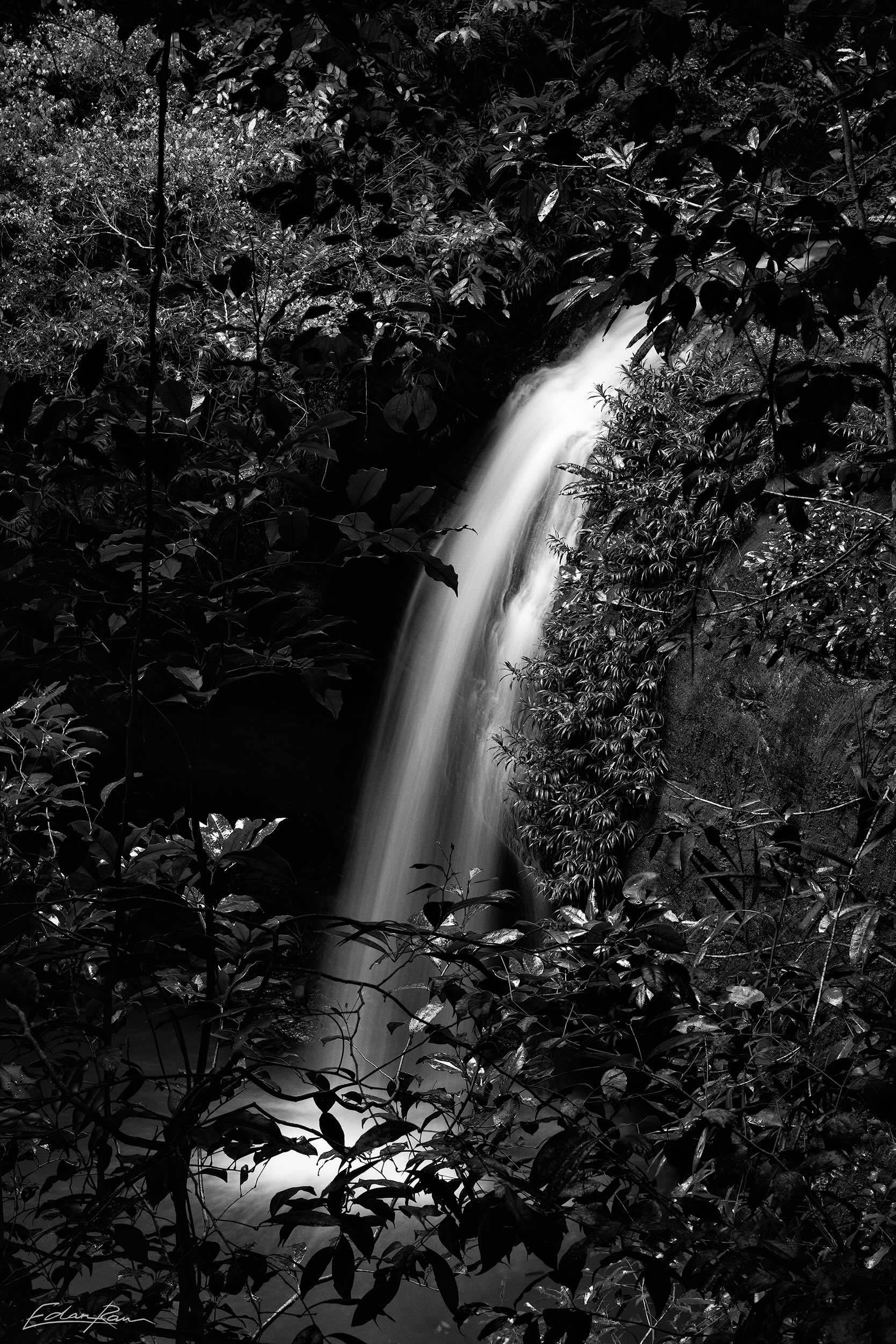 Forest Falls - Buderim