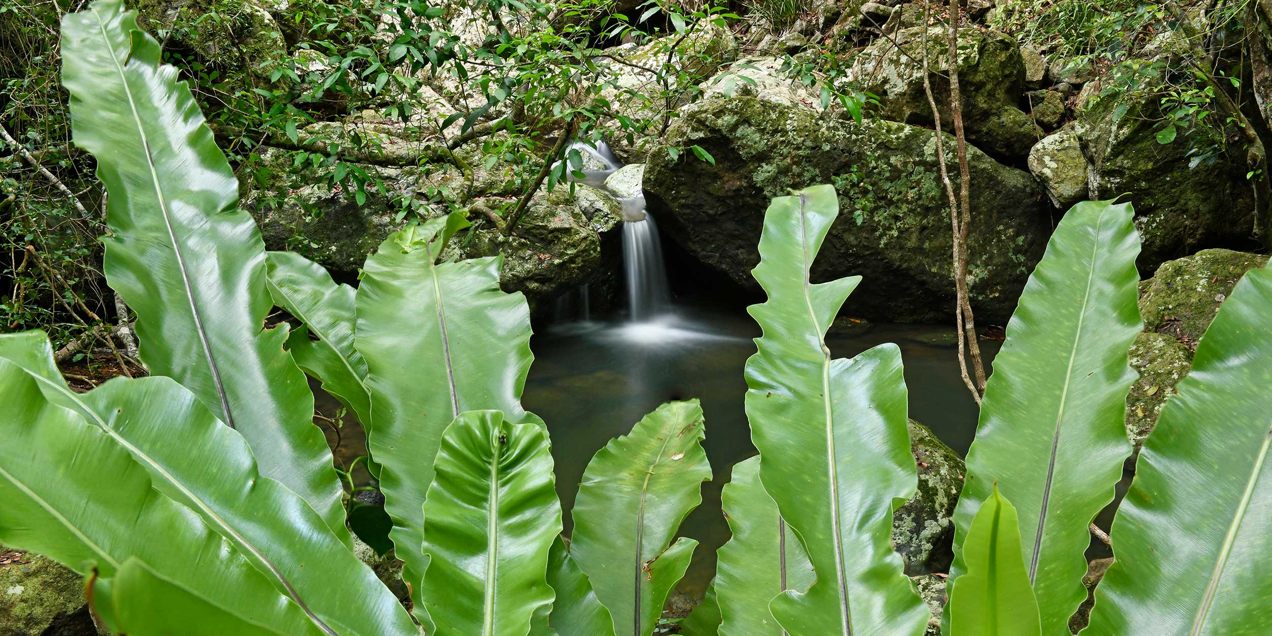 Fern Pool - Mapleton National Park