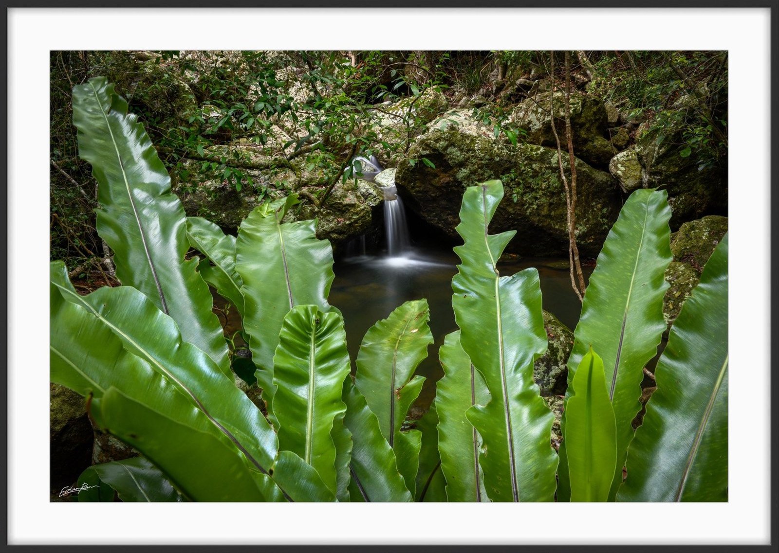 sunshine coast hinterland waterfall photograph