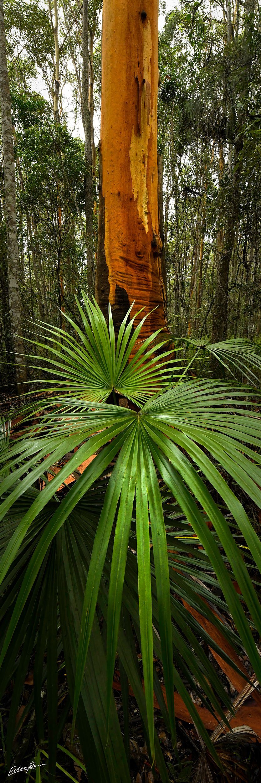 Cooroy landscape photo