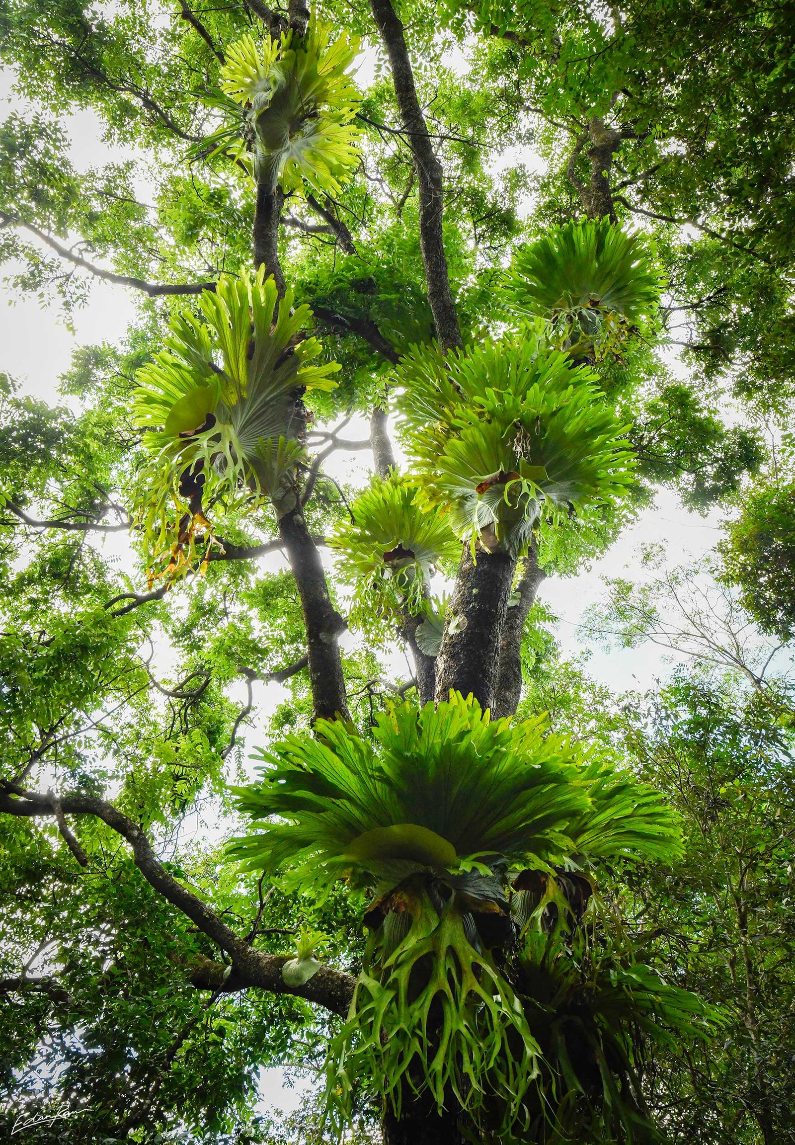 sunshine coast hinterland photography