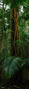 mary cairncross park maleny