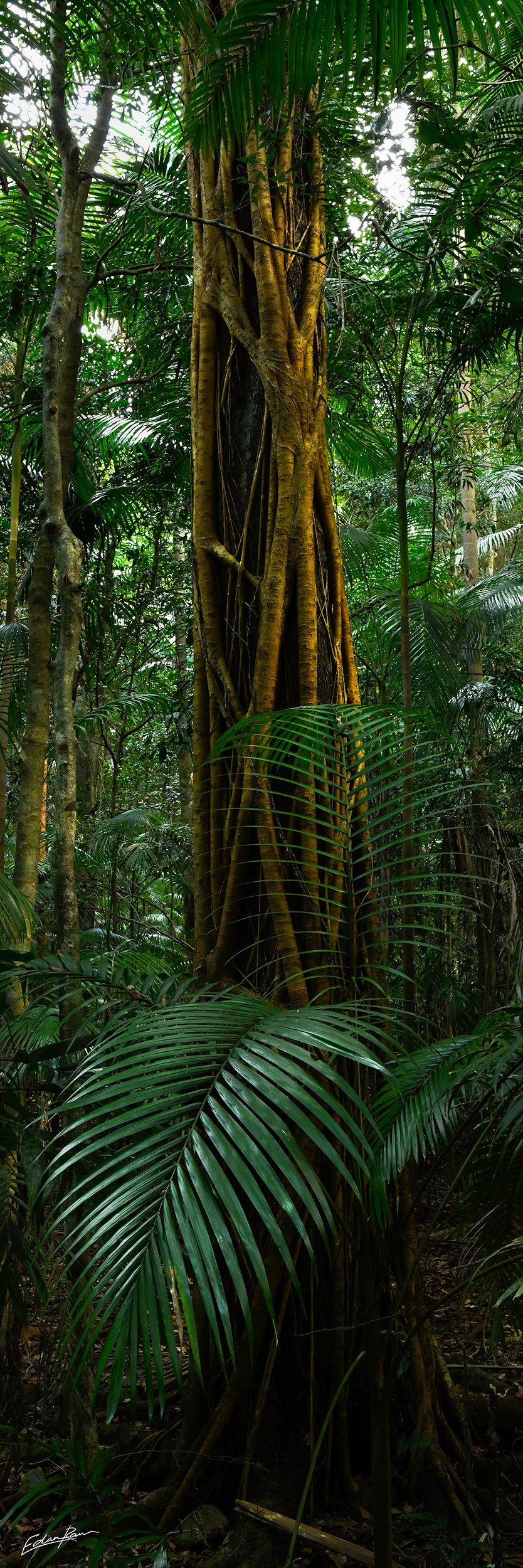 mary cairncross park maleny
