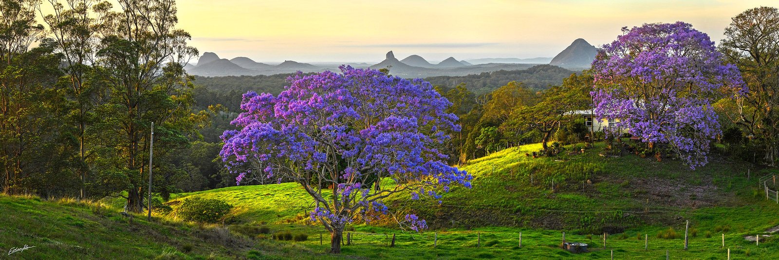 sunshine coast hinterland jacaranda glasshouse shot