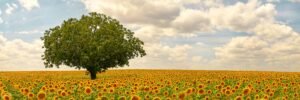 country france sunflower field photo