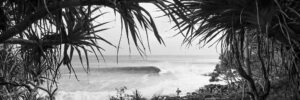 tc alfred noosa surf print