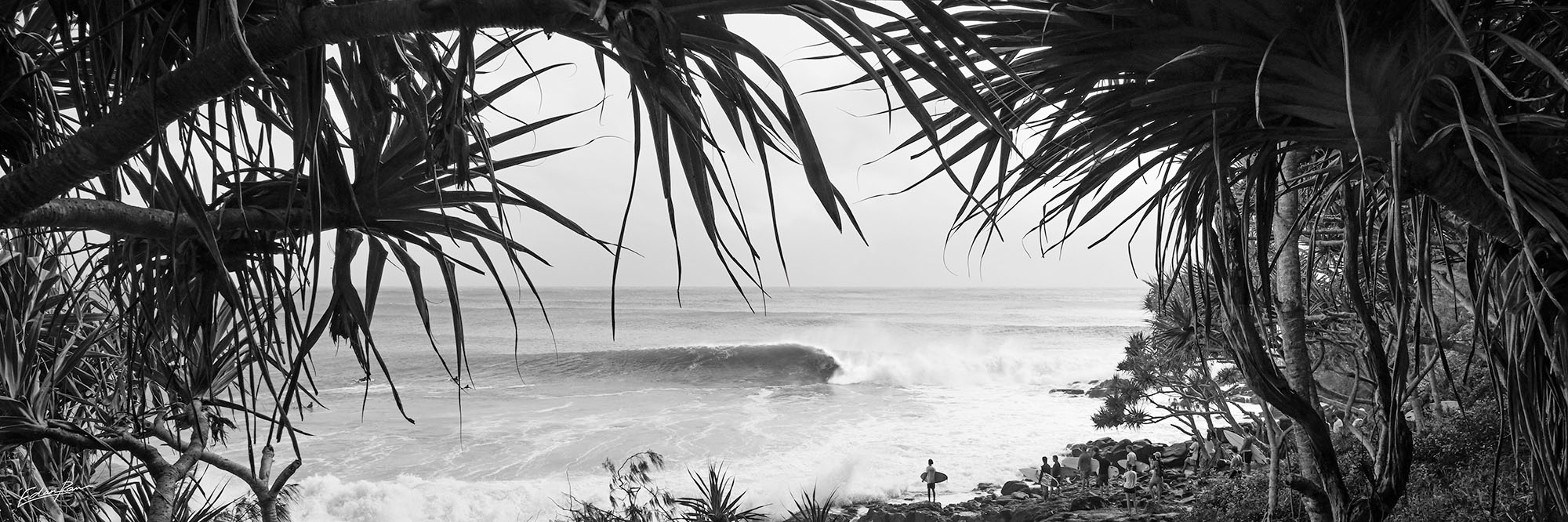 tc alfred noosa surf print