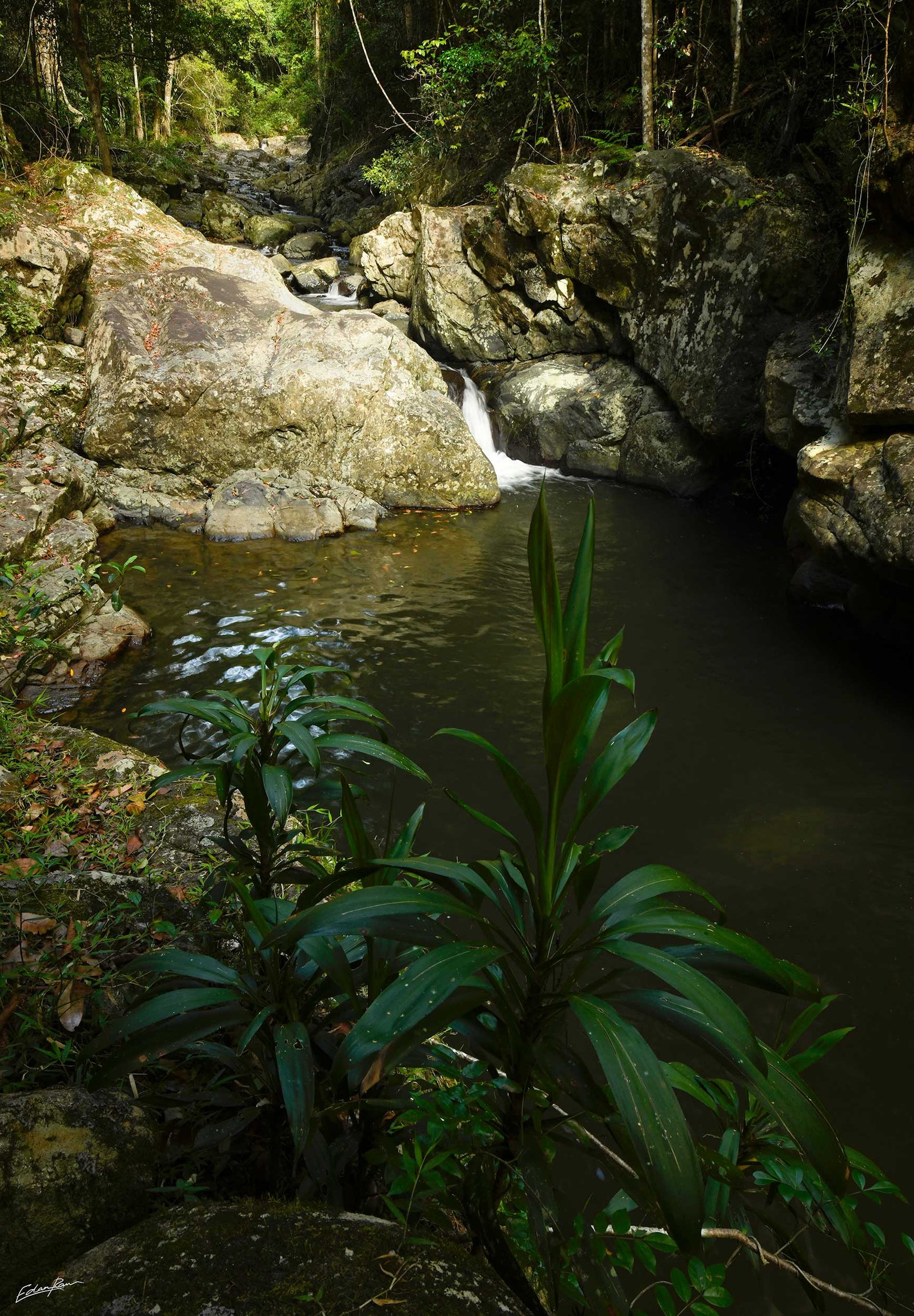 conondale np oasis